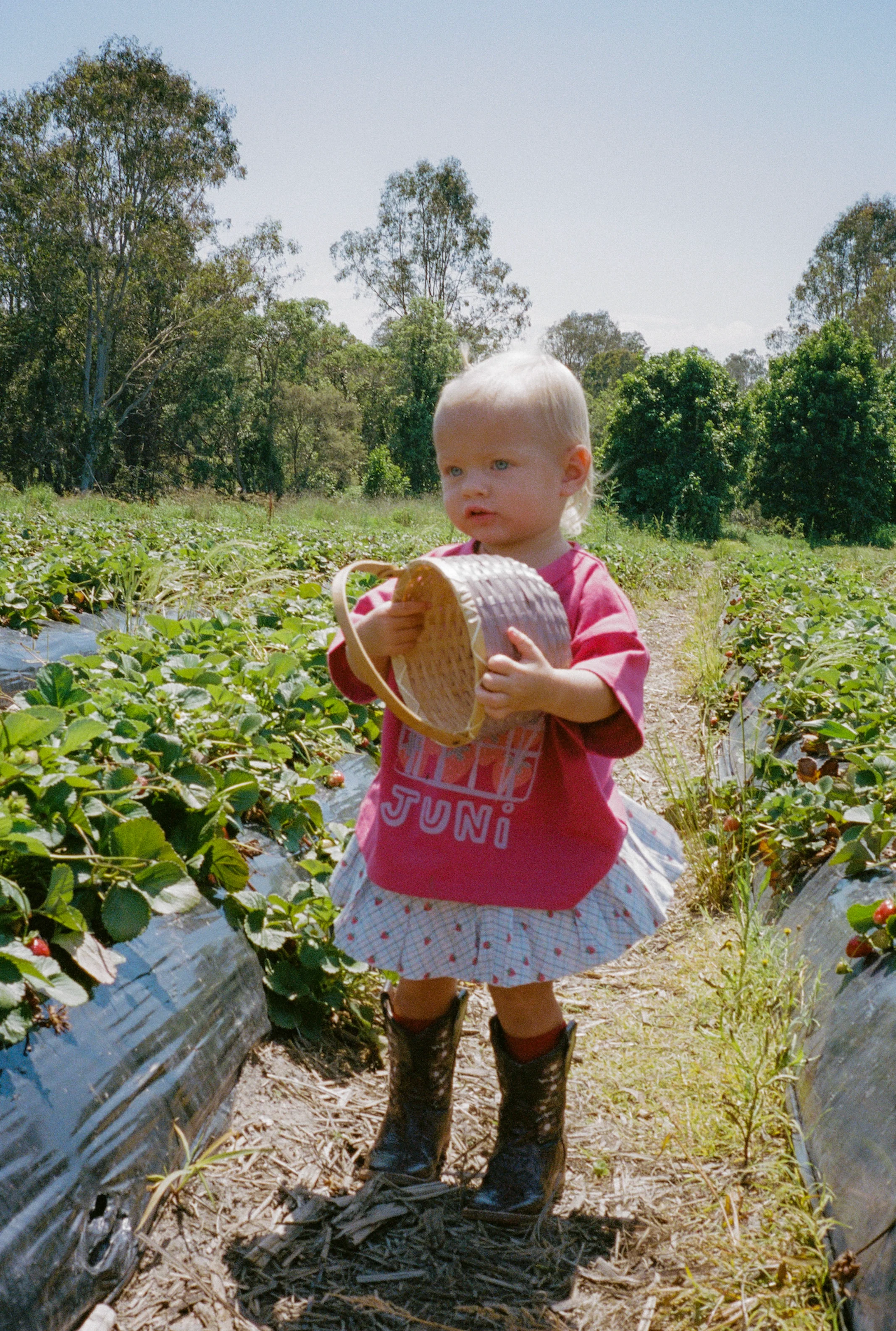 Punnet Tee - Berry - Image 5